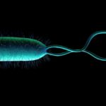 Если жизнь может существовать в вашем желудке, то она может существовать и на Марсе. Вот как это может выглядеть.