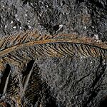 Окаменелые перья стервятника возрастом 30 000 лет "не похожи на те, что мы обычно видим", сохранившиеся в вулканическом пепле