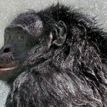 "Гений бонобо" Канзи, который понимал английский и играл в Minecraft, умер в 44 года