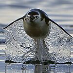 Почему не все птицы летают?