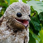 Большой потоо: Птица с призрачным рыком, которая может видеть с закрытыми глазами.