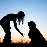 Могут ли животные понимать человеческий язык?