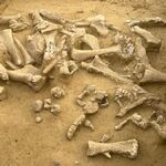 Кости мамонта возрастом 25 000 лет свидетельствуют о культуре древних людей