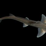 Ученые считали, что акулы не издают звуков - до этого случайного открытия