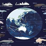 Глубоководные рыбы и человеческая безответственность: как экстремальная эволюция встречает антропогенное загрязнение