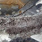 Ученые обнаружили "безногое и безголовое чудо", которое жило задолго до динозавров