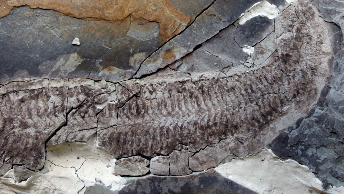 Ученые обнаружили "безногое и безголовое чудо", которое жило задолго до динозавров