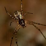 Пауки-евнухи: экстремальные стратегии выживания в мире сексуального каннибализма