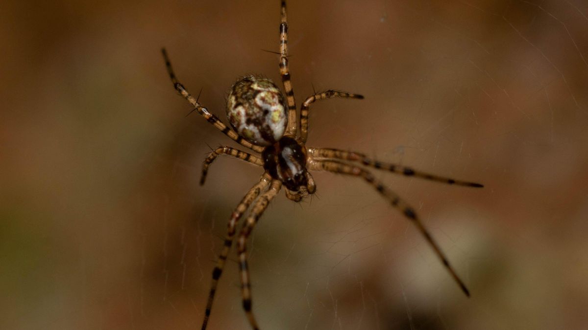 Пауки-евнухи: экстремальные стратегии выживания в мире сексуального каннибализма