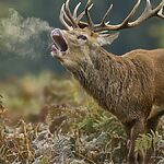 Кислород: почему жизнь выбрала этот "огненный" элемент?