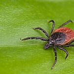 Альфа-гал синдром: новые данные о клещах-переносчиках