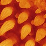 Куры обросли диноподобными перьями, когда ученые изменили ген Sonic Hedgehog