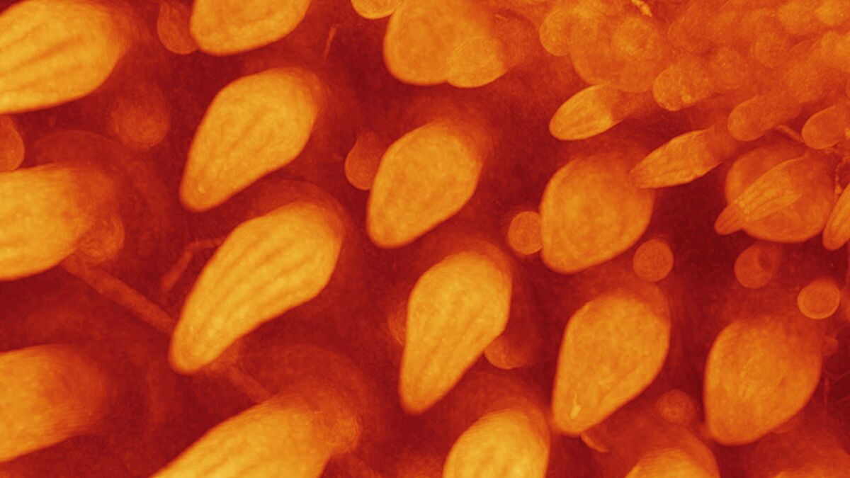 Куры обросли диноподобными перьями, когда ученые изменили ген Sonic Hedgehog