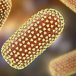 В "крайне редком" случае житель Мичигана умирает от бешенства после пересадки почки, несущей вирус