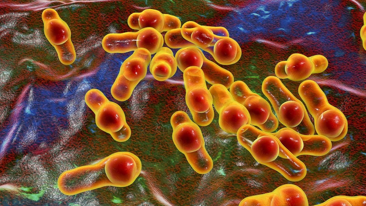 Редкий случай бактериемии, вызванной пробиотиком: история 70-летнего пациента из Японии