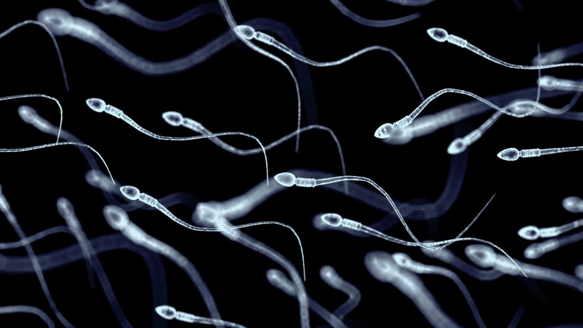 Прорыв в лечении мужского бесплодия: пересадка стволовых клеток даёт надежду на отцовство