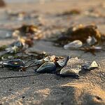 Тысячи странных существ, похожих на сгустки крови, выбрасывает на пляжи Калифорнии