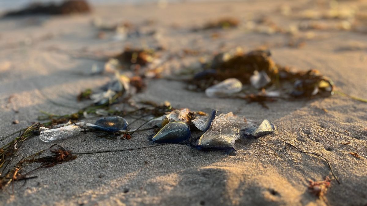 Тысячи странных существ, похожих на сгустки крови, выбрасывает на пляжи Калифорнии