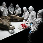 Некропсия мамонта: ученые вскрыли 130 000-летнего малыша "Яна".