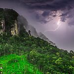 Тропическое дерево в Панаме эволюционировало, чтобы убивать своих "врагов" молнией