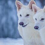 Первое в мире вымирание: Суровые волки вернулись после 12 500 лет вымирания