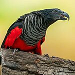 Попугай Дракулы: самая загадочная и пугающая птица в мире