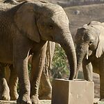 Калифорнийское землетрясение: Слоны из зоопарка Сан-Диего образуют защитное кольцо вокруг молодых во время землетрясения