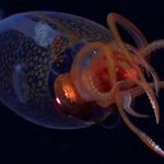 Колоссальный кальмар: неуловимое морское существо заснято на камеру спустя 100 лет после его первого обнаружения