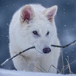 Вымерший "страшный волк" из Колоссаля не является страшным волком и не был вымершим, говорят эксперты