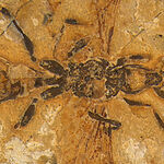 Адский муравей с косоподобными челюстями может быть самым древним ископаемым муравьем из когда-либо обнаруженных