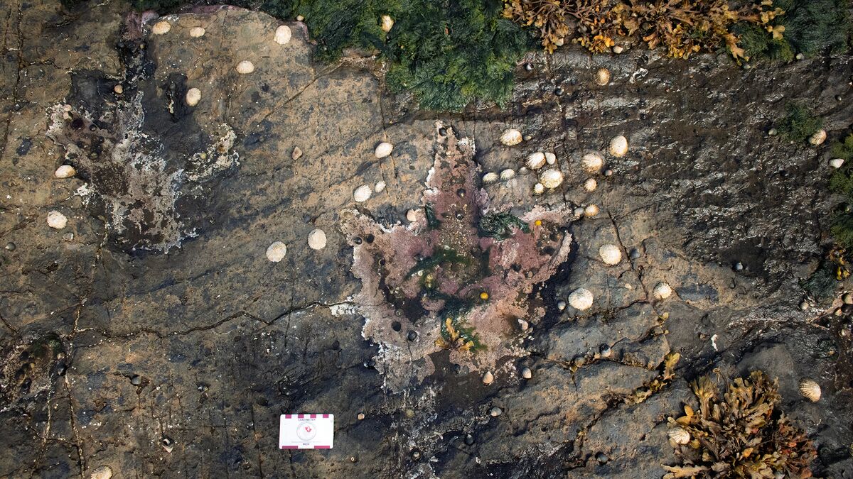 На острове Скай обнаружены следы динозавров, раскрывающие секреты юрского периода