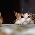 Почему кошки приносят хозяевам 'подарки' и как на это реагировать?