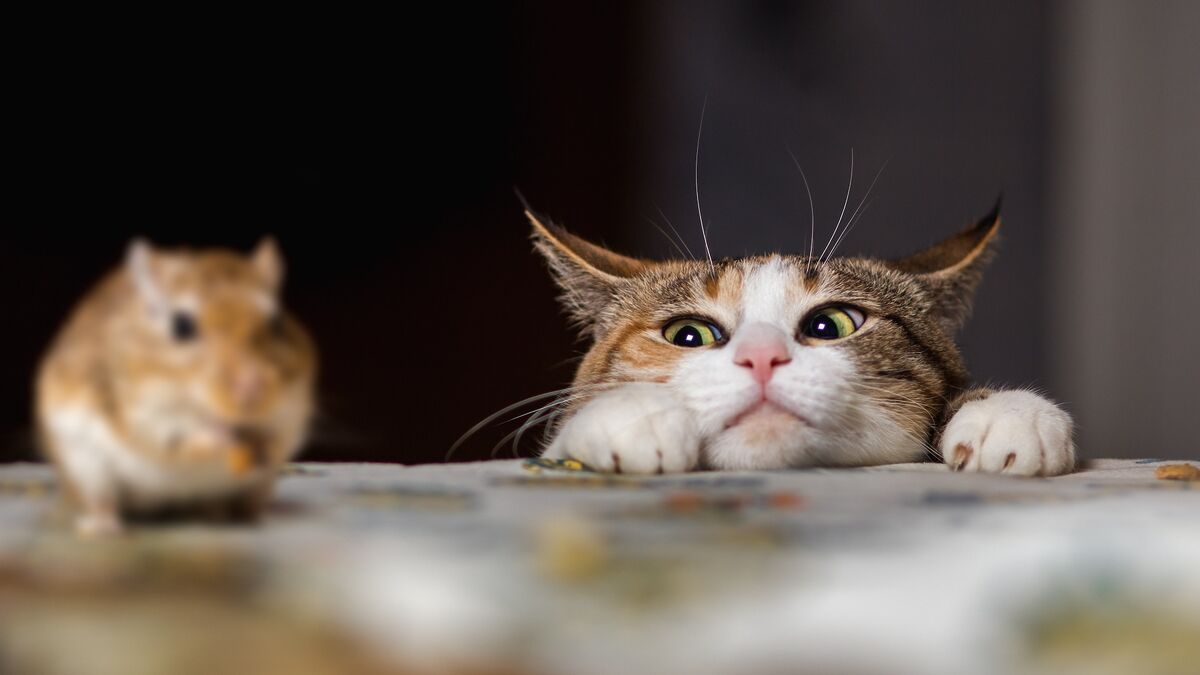 Почему кошки приносят хозяевам 'подарки' и как на это реагировать?