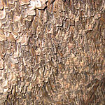 Тайна навигации австралийских бабочек: как мотыльки используют звёзды для миграции