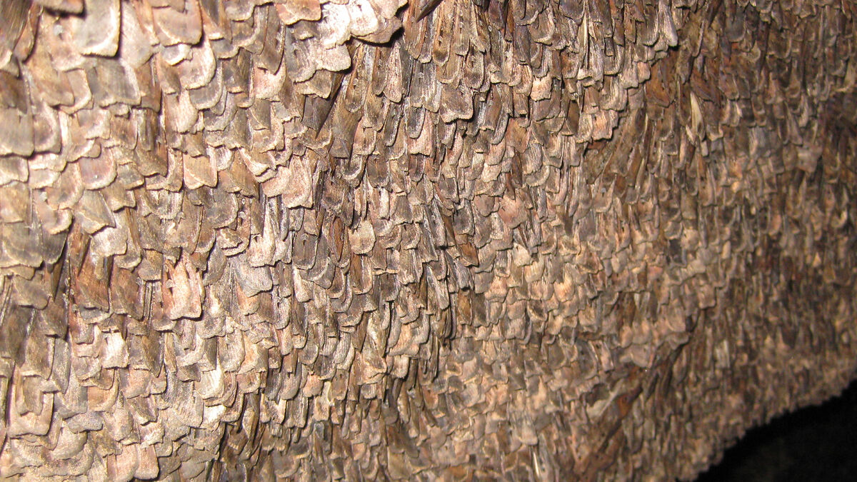 Тайна навигации австралийских бабочек: как мотыльки используют звёзды для миграции