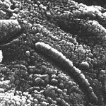 Поиск внеземной жизни: между надеждой и скепсисом