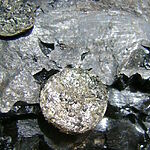 Неудобные Артефакты: Кто оставил «монеты» в угле возрастом 300 миллионов лет?