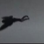 Крылатая Тень Приморья: Неприкаянная Легенда Тайги или Незваный Гость из Иных Миров?