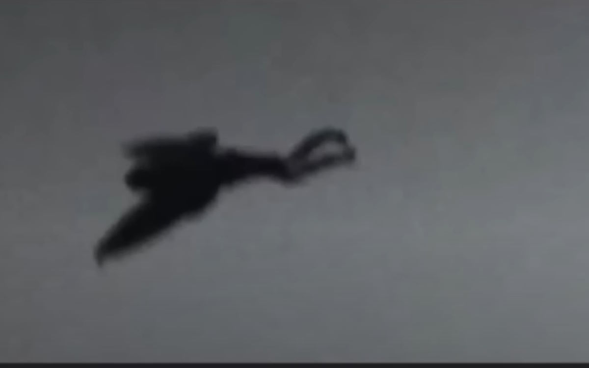 Крылатая Тень Приморья: Неприкаянная Легенда Тайги или Незваный Гость из Иных Миров?