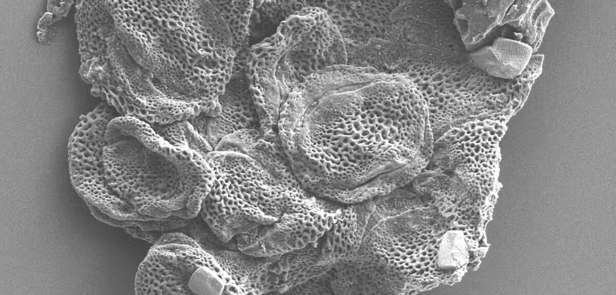 Когда Земля резко потеплела: Как 56 миллионов лет назад климат изменил жизнь опылителей и растений