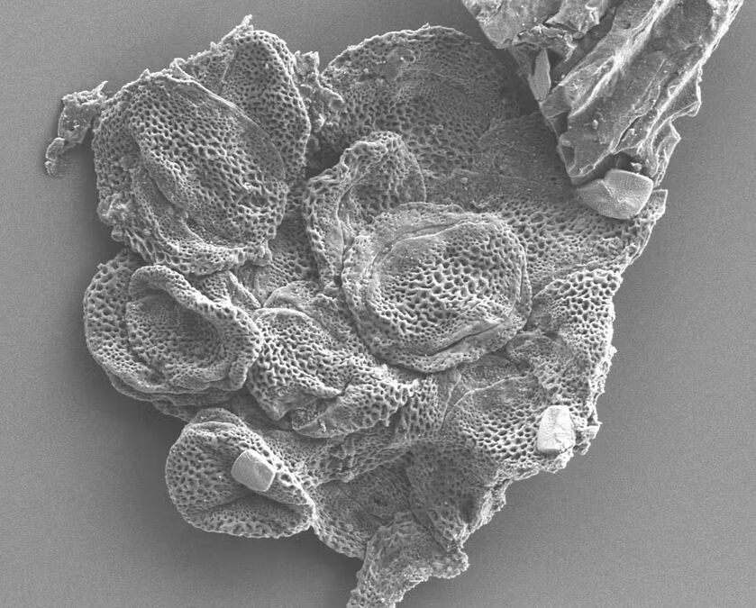 Когда Земля резко потеплела: Как 56 миллионов лет назад климат изменил жизнь опылителей и растений