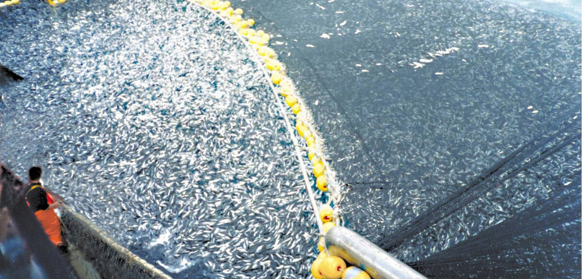 Спутники против браконьерства: как технологии защищают морские заповедники