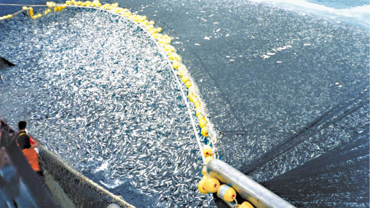 Спутники против браконьерства: как технологии защищают морские заповедники