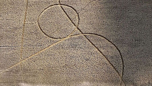 Загадка в злачном поле: в Аргентине обнаружен аномальный агроглиф с очищенной пшеницей