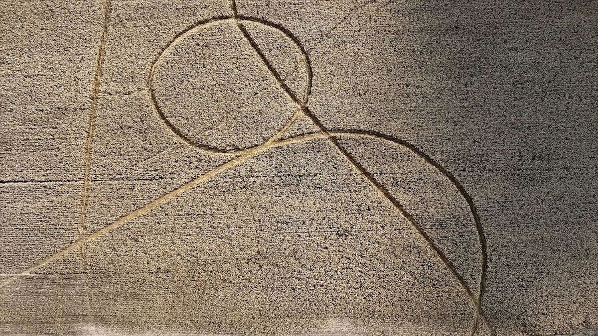 Загадка в злачном поле: в Аргентине обнаружен аномальный агроглиф с очищенной пшеницей