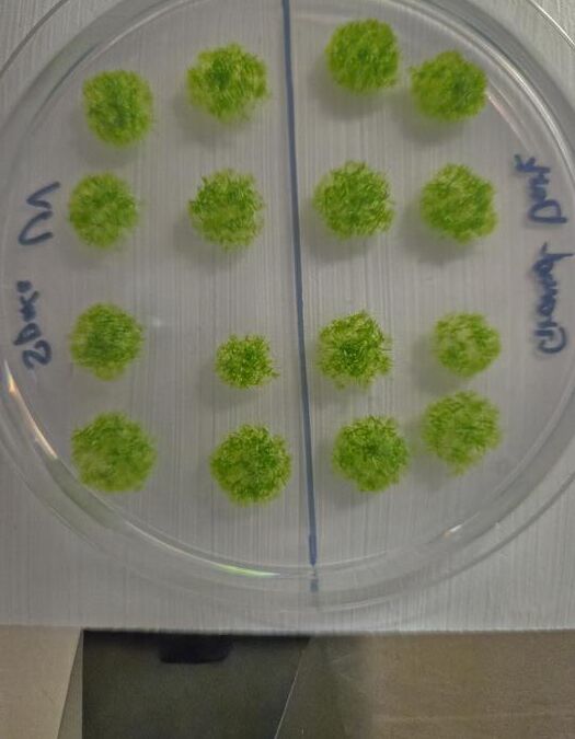 Устойчивость жизни: мхи на грани космоса