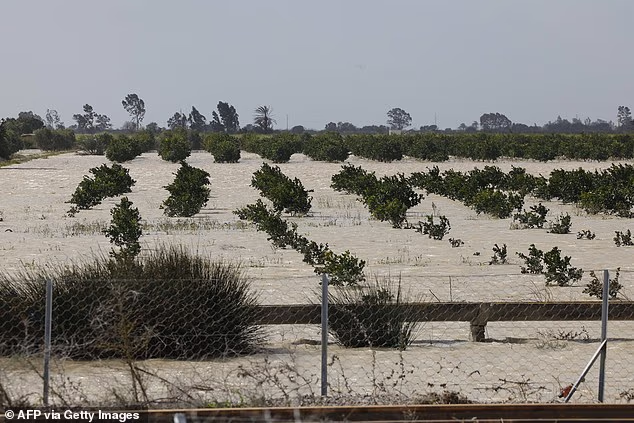 Ягодный коллапс: британские супермаркеты столкнулись с дефицитом фруктов и овощей из-за рекордных ливней