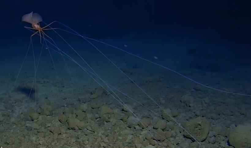 Тайны морского дна: мы знаем Марс лучше, чем океаны Земли