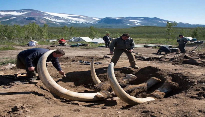 Древние бивни Аляски: ключ к загадке первого пути в Америку
