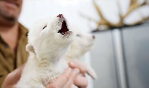 Обратная сторона воскрешения: может ли надежда на возрождение видов оправдать их исчезновение?